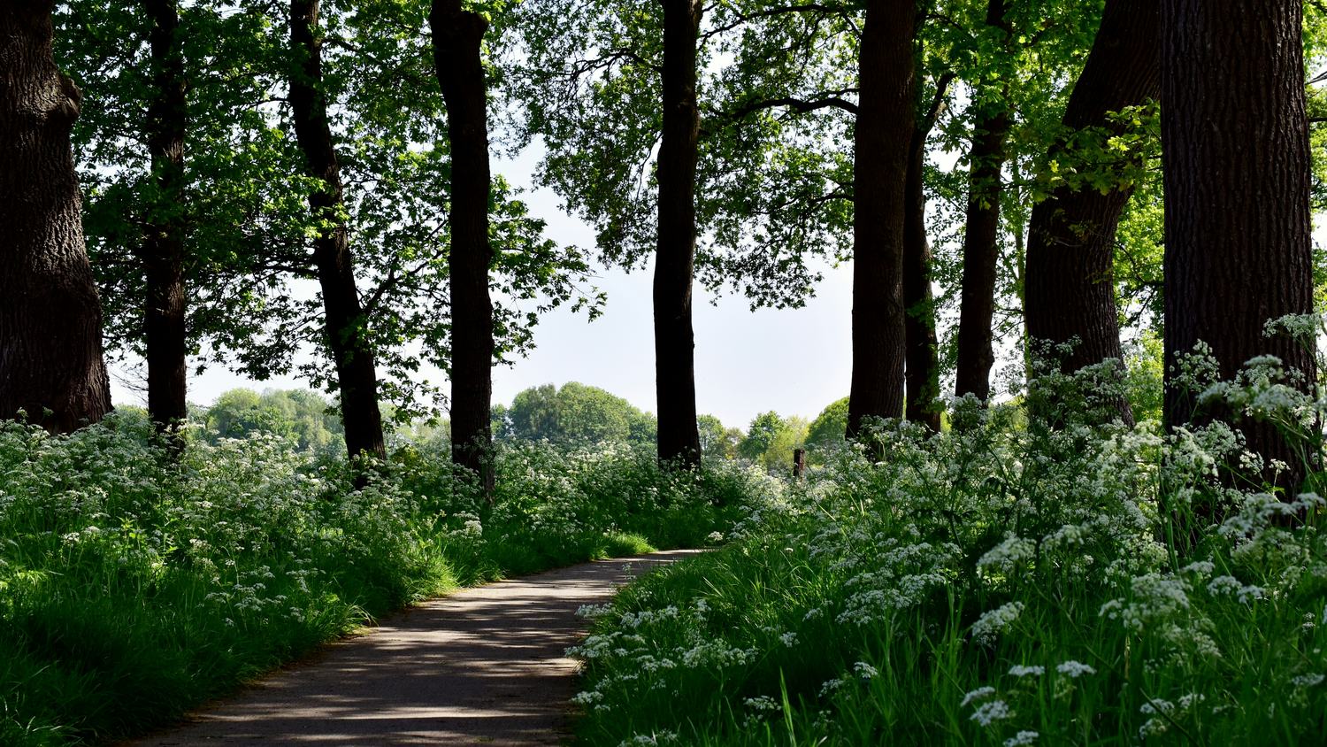 Eikenlaan langs een pad in het voorjaar