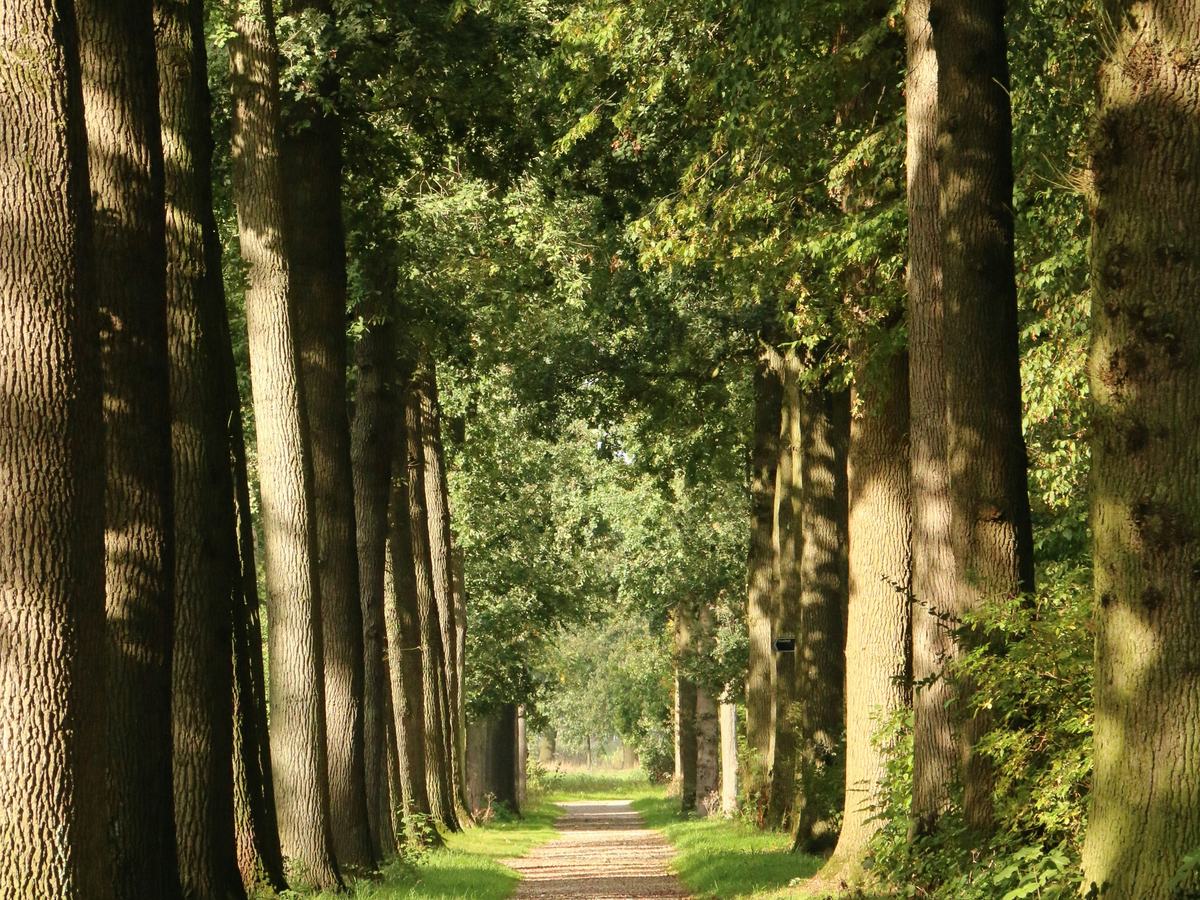 Laan met volwassen bomen langs een pad op een landgoed