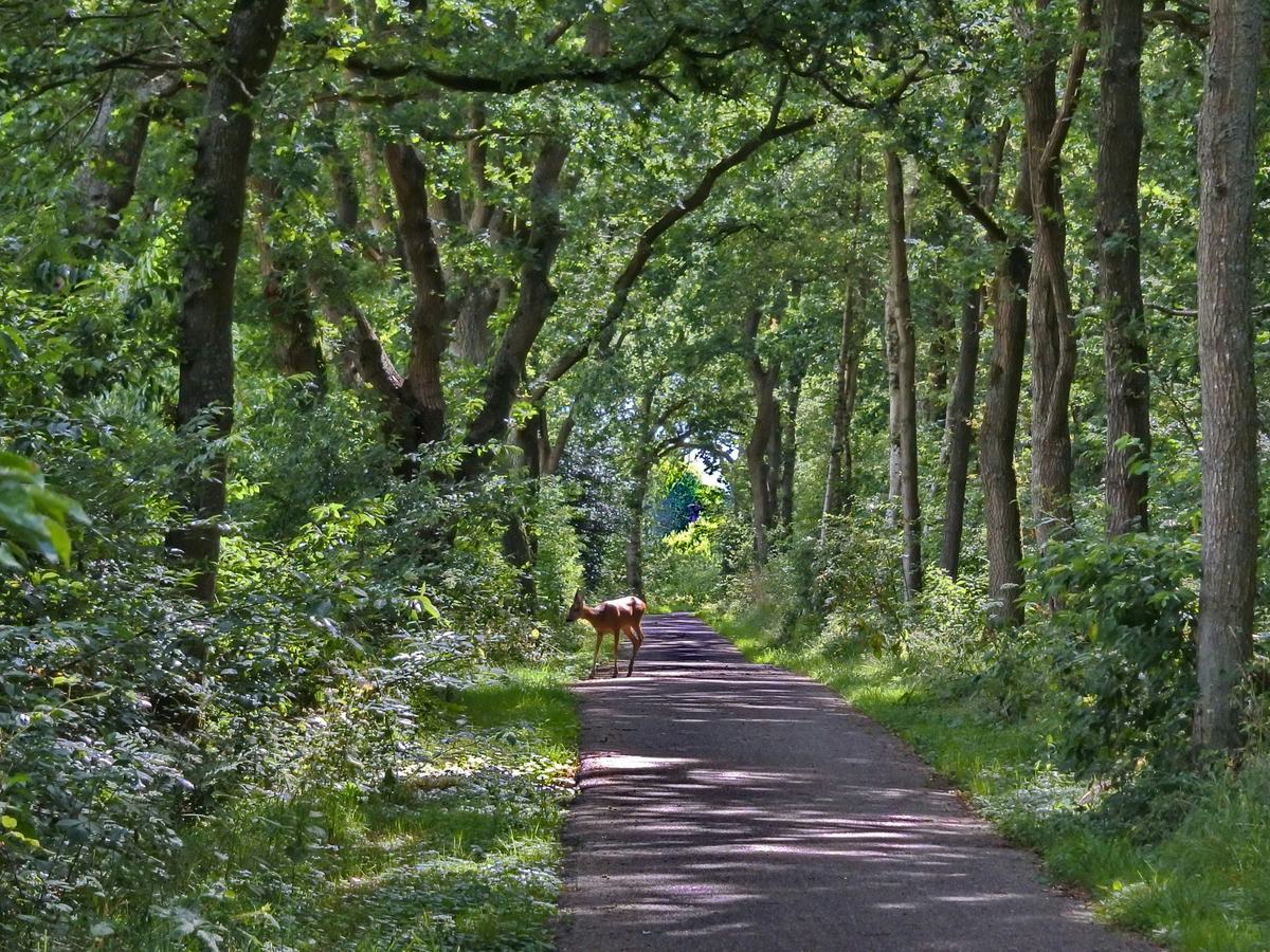 Ree op een bospad tussen volwassen bomen op een landgoed