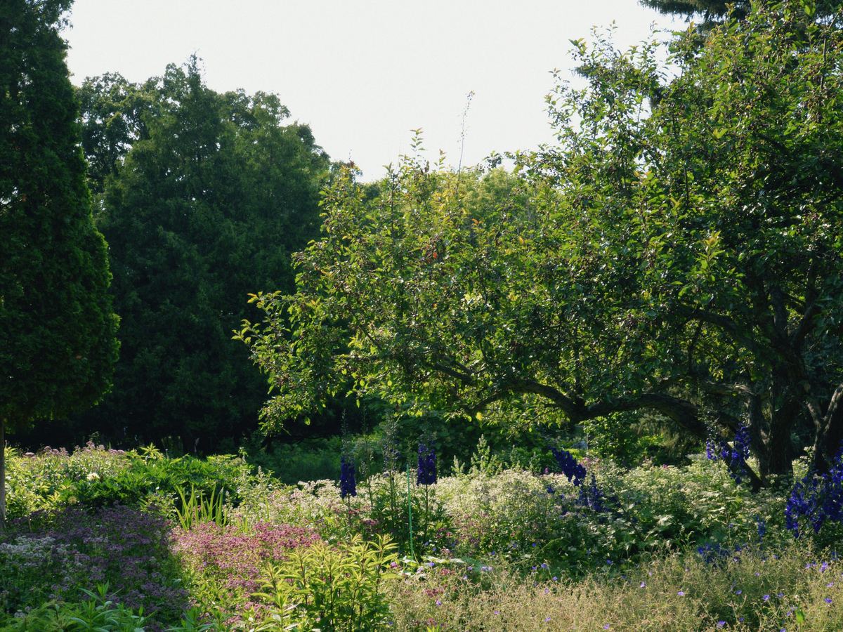 Border met vaste planten voor een boomgaard
