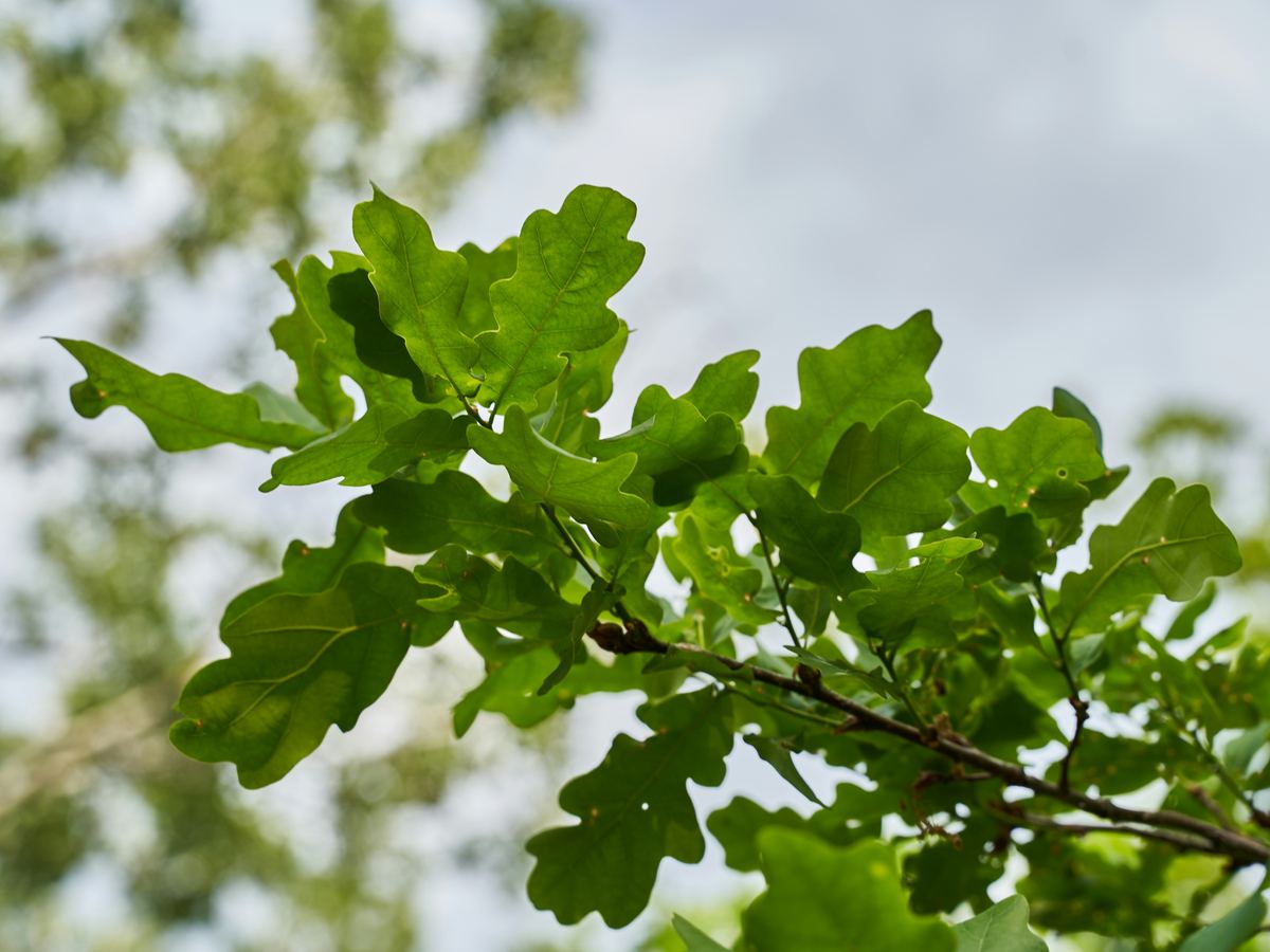 Eikenblad tegen een lichte lucht