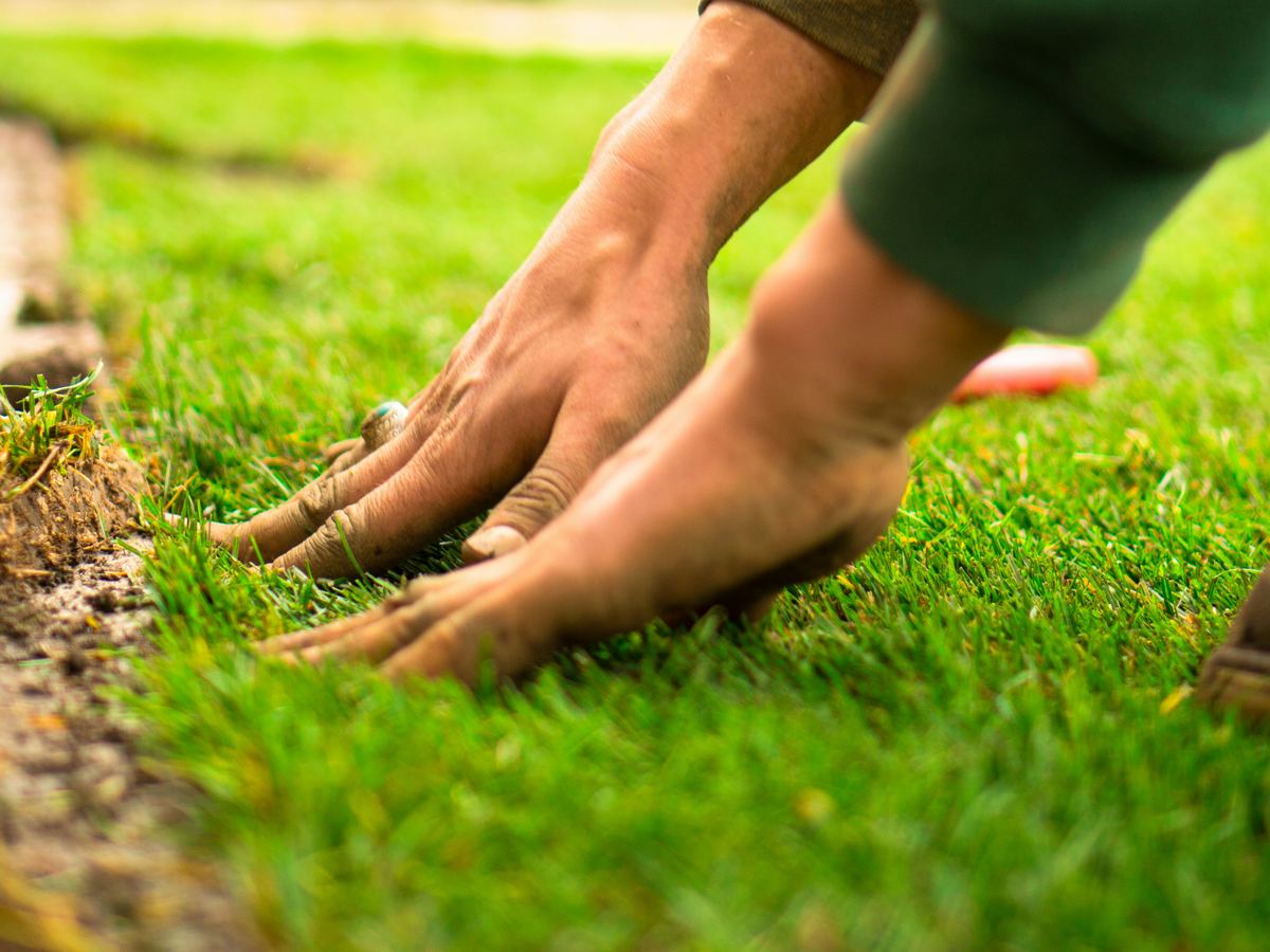 Handen drukken een nieuw gelegde graszode aan