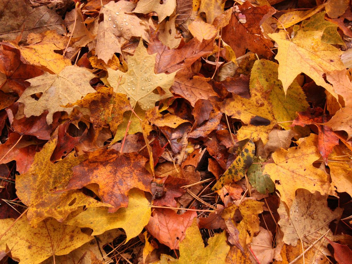 Gevallen herfstbladeren op de bodem