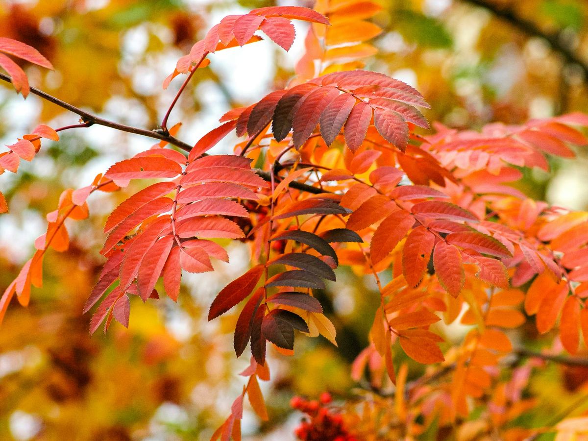 Lijsterbes met herfstkleur