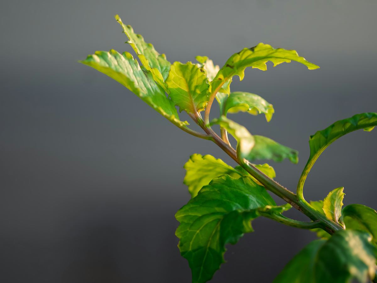 Jonge scheut met vers blad